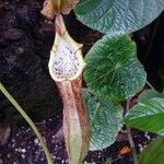 Nepenthes mirabilis 花