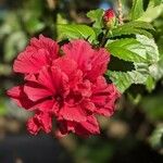 Hibiscus fragilis花