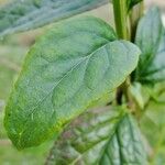 Buddleja lindleyana