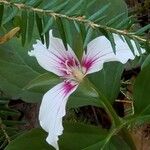 Trillium undulatum Flor