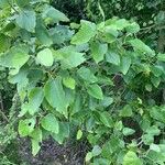Populus heterophylla List