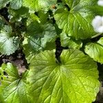 Pachyphragma macrophyllum Folha