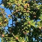 Crataegus germanica Fruit