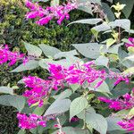 Salvia involucrata Fleur