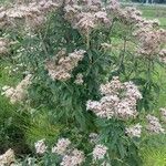 Eupatorium cannabinumफूल