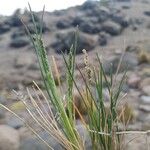 Poa lilloi Flor