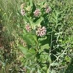 Asclepias syriacaBlüte