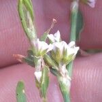 Polygonum raii फूल