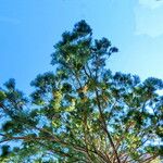 Sequoiadendron giganteum Folha