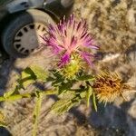 Centaurea sphaerocephalaBlodyn