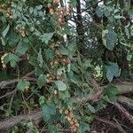 Humulus lupulus Habit