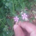 Silene muscipula Fula