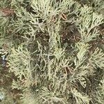 Cupressus sempervirens Folha