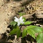 Anemone trifolia Blüte