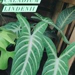Caladium lindenii Yaprak