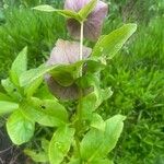 Helleborus orientalis Leaf