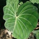 Philodendron gloriosum List