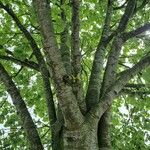 Tilia tomentosa Bark