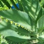 Kalanchoe ceratophylla List