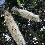 Cunonia capensis Blomma