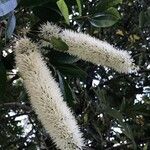 Cunonia capensis Fleur