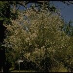 Ceanothus leucodermis Hábito