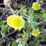 Trifolium campestreKukka