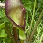 Arum concinnatum Çiçek