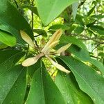 Magnolia decidua