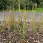 Triticum monococcum Habit