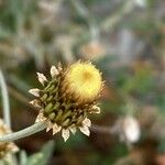 Phagnalon saxatile Fleur