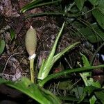 Philodendron rothschuhianum Otro