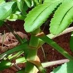 Kalanchoe prolifera Ŝelo