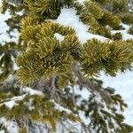 Pinus longaeva पत्ता
