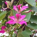 Bauhinia × blakeana Λουλούδι