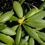 Rhododendron ferrugineum Leaf