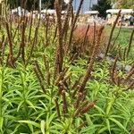 Veronicastrum virginicum Flower