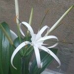 Hymenocallis tubiflora Квітка