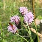 Cirsium arvenseফুল