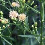 Erigeron canadensis Floare