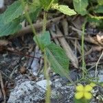Sinapis arvensis Fula