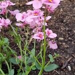 Diascia rigescens Květ