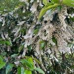 Prunus lusitanica Flower