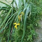 Iris pseudacorus Leaf