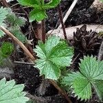 Potentilla nepalensis Hoja