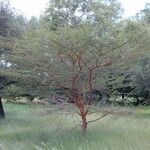 Vachellia seyal Hábito