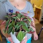 Peperomia caperata Leaf