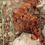 Androsace maxima Fula