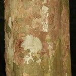 Chaetocarpus schomburgkianus Corteza