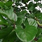 Nauclea latifolia Folio